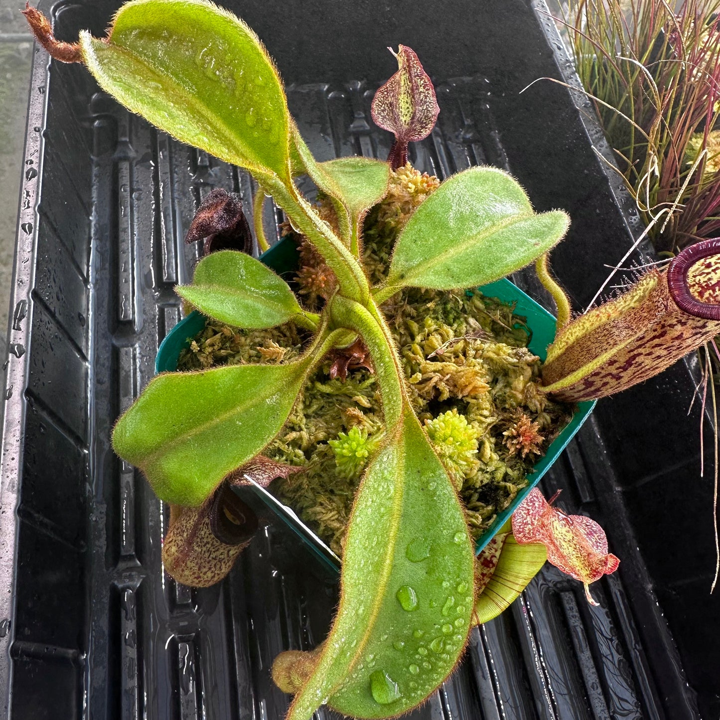 Nepenthes eymae - Clone 8 - Sulawesi - AW