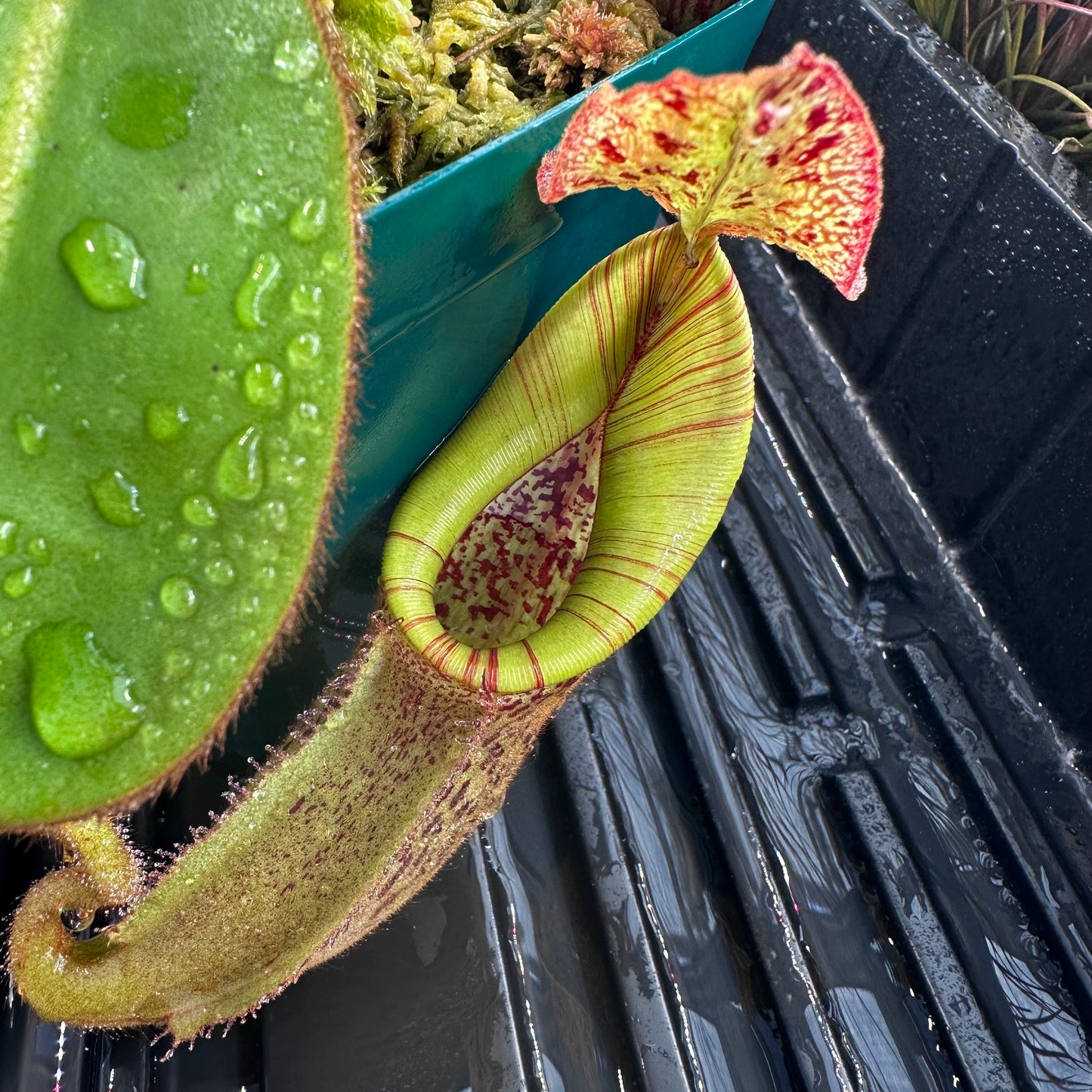 Nepenthes eymae - Clone 8 - Sulawesi - AW