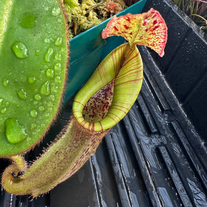 Nepenthes eymae - Clone 8 - Sulawesi - AW
