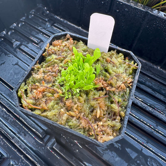 Utricularia alpina - Seed Grown - DSH - Epiphytic Bladderwort - Exact Division