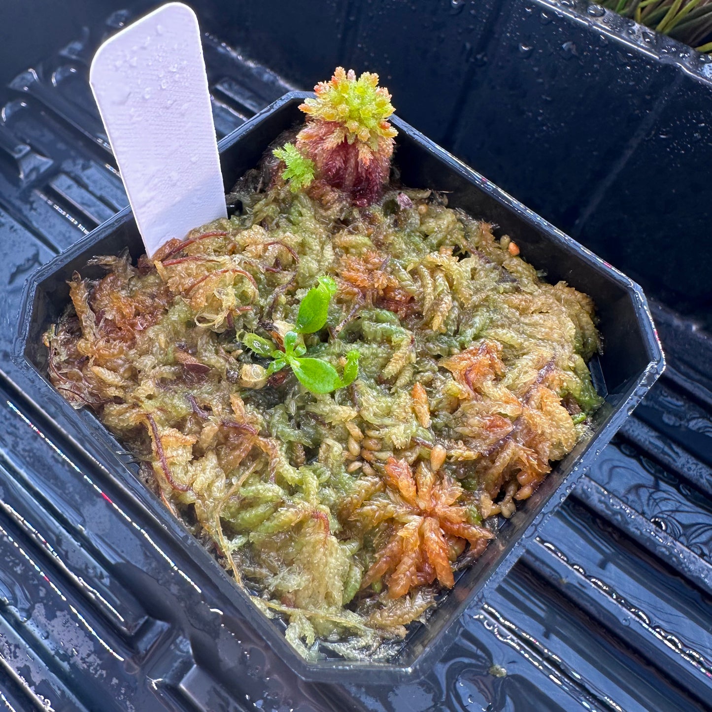 Nepenthes veitchii Candy Stripe CK x (rajah x edwardsiana) JH - Seed Grown Plant