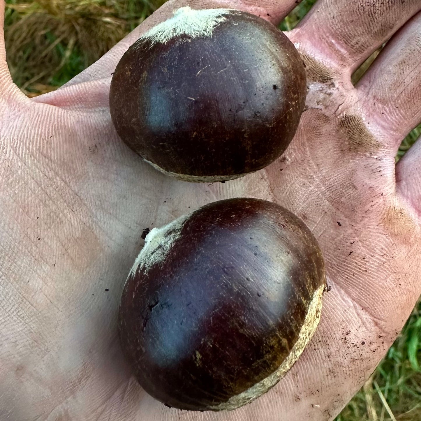 Castanea mollissima - 'Qing' Open Pollinated - Chinese Chestnut Tree - Seedling