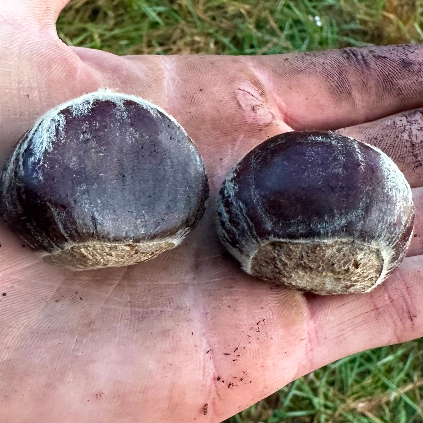 Castanea mollissima - 'Peach' Open Pollinated - Chinese Chestnut Tree - Seedling