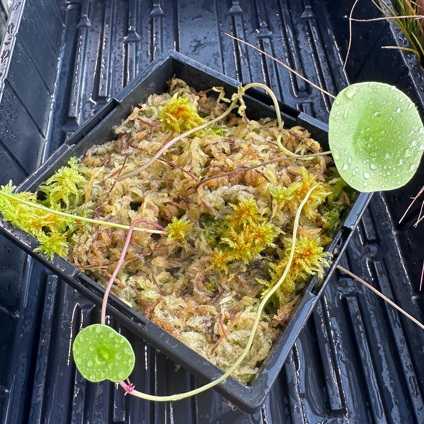 Utricularia nelumbifolia - Aquatic or Epiphytic Bladderwort - Exact Division