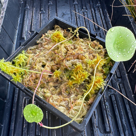 Utricularia nelumbifolia - Aquatic or Epiphytic Bladderwort - Exact Division