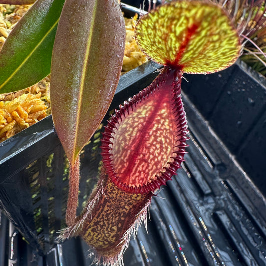 Nepenthes hamata - Dark Form - Tambusisi - BCP