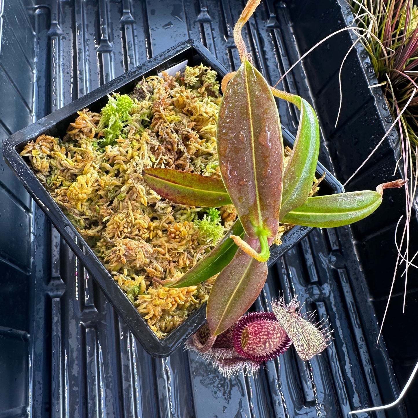 Nepenthes hamata - Dark Form - Tambusisi - BCP