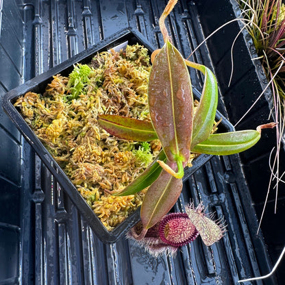 Nepenthes hamata - Dark Form - Tambusisi - BCP