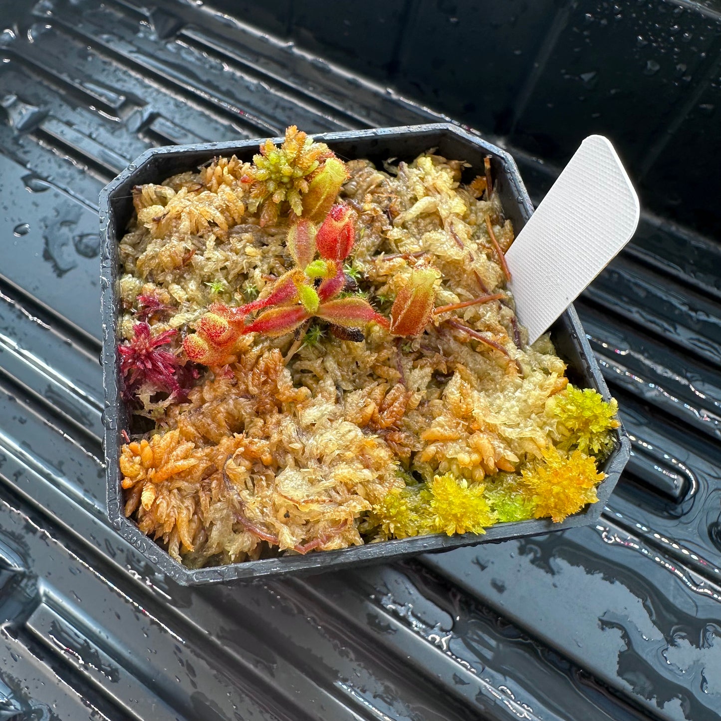 Nepenthes veitchii ('Murud' x 'Candy') x x Trusmadiensis - Seed Grown Plant