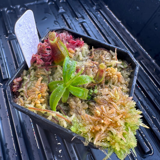 Nepenthes naga x veitchii 'Candy Dreams' - Seed Grown Plant