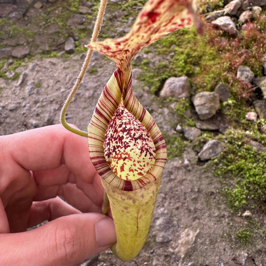 Nepenthes minima - Seed Grown - BCP - Unrooted Cuttings