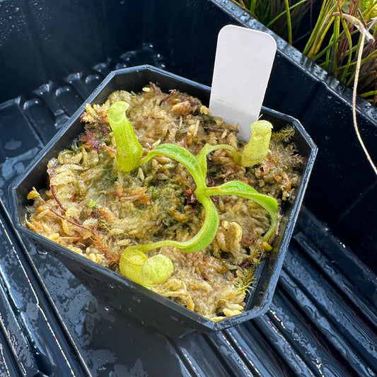 Nepenthes maxima Wavy - Seed Grown Plant
