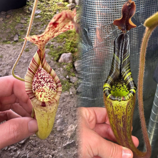 Nepenthes minima BCP x mollis SG - Seed Pod