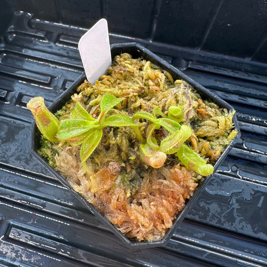 Nepenthes maxima Wavy x veitchii 'Candy Dreams' - Seed Grown Plant