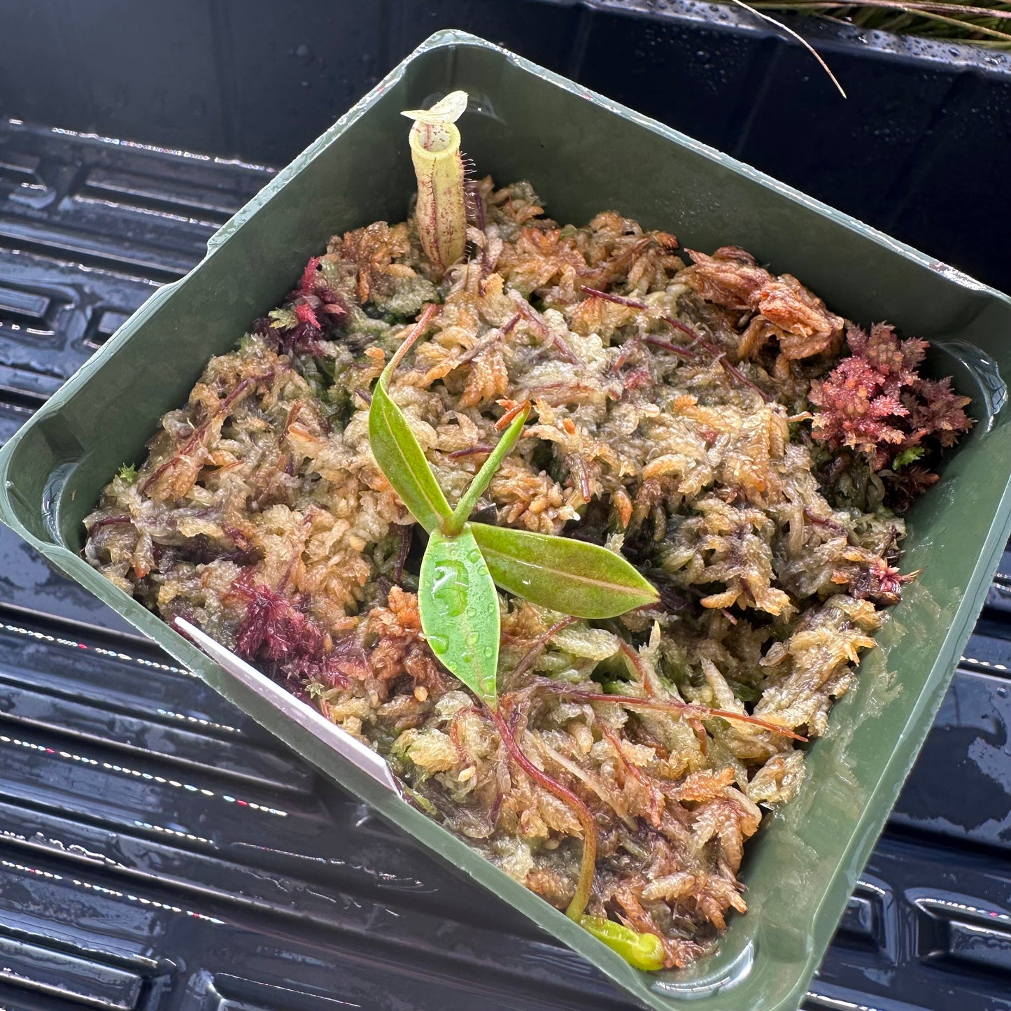 Nepenthes ulukaliana - Seed Grown Plant - Genting Highlands - JH