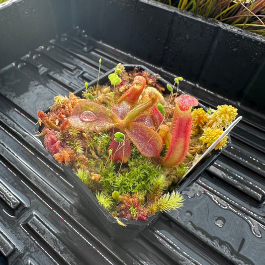 Nepenthes veitchii (Murud x Candy Best) x (Akazukin x Bareo) - Seed Grown Specimen Plant