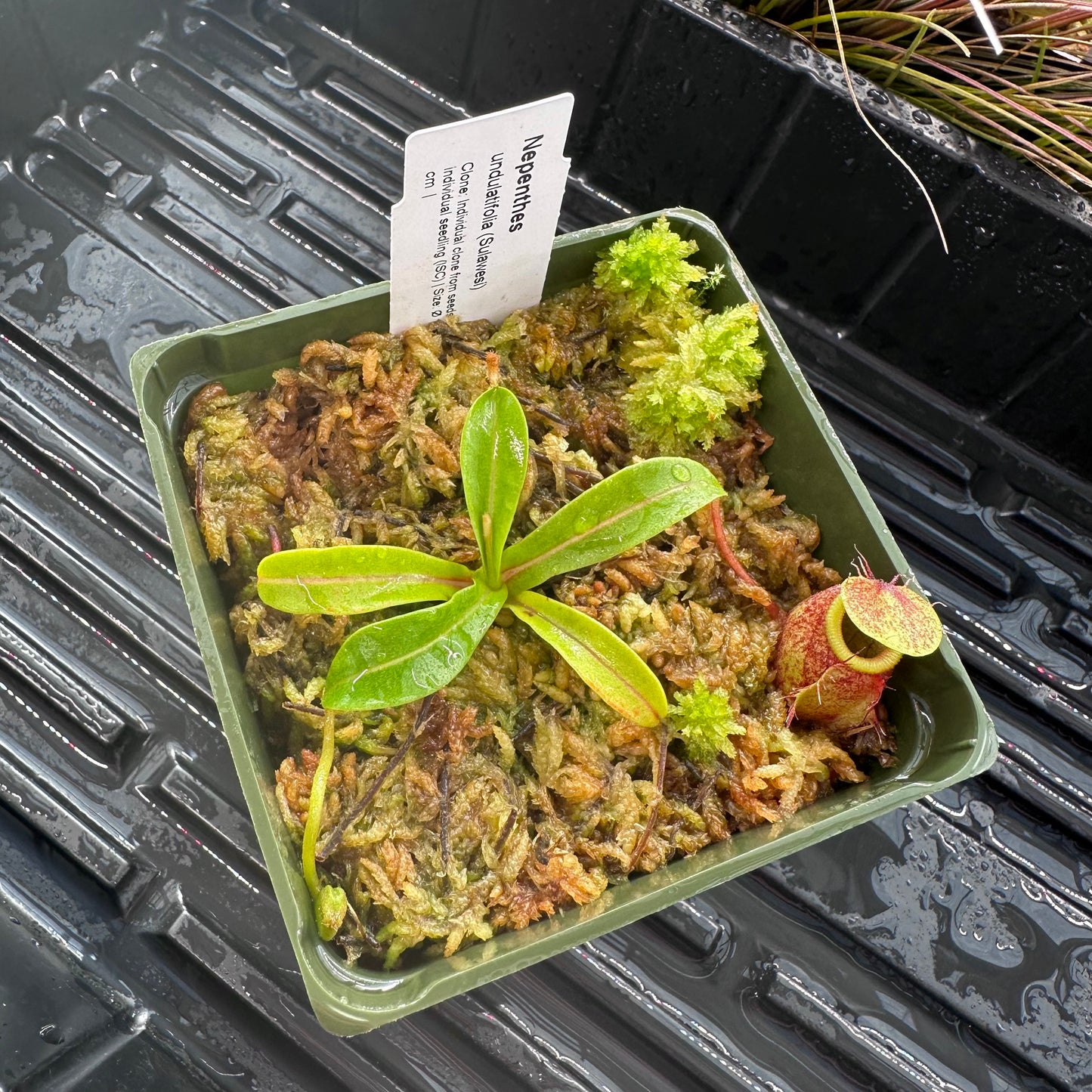 Nepenthes undulatifolia - Seed Grown Plant - Sulawesi - AW