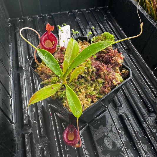 Nepenthes jamban - Seed Grown Plant - JH