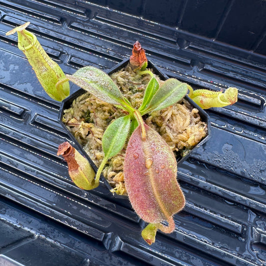 Nepenthes maxima Wavy - Seed Grown Specimen Plant