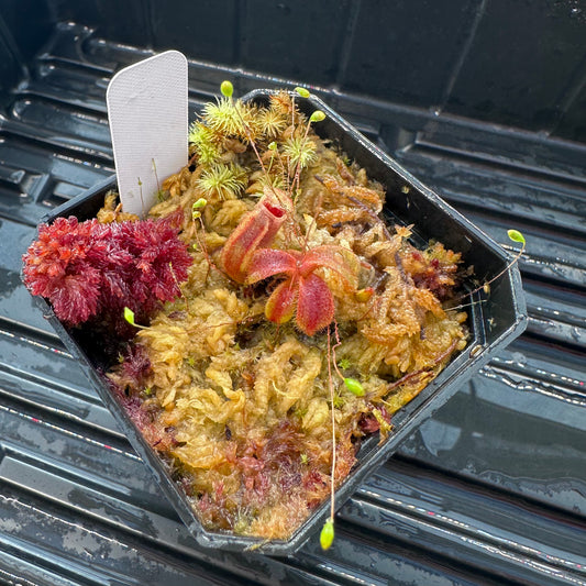 Nepenthes veitchii ('Orange' x 'Candy Dreams') - Seed Grown Plant