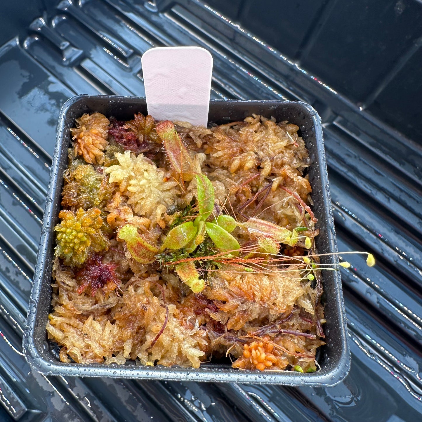 Nepenthes [(LVB)] 'Red Ruffled' x veitchii 'Candy Dreams'- Seed Grown Plant