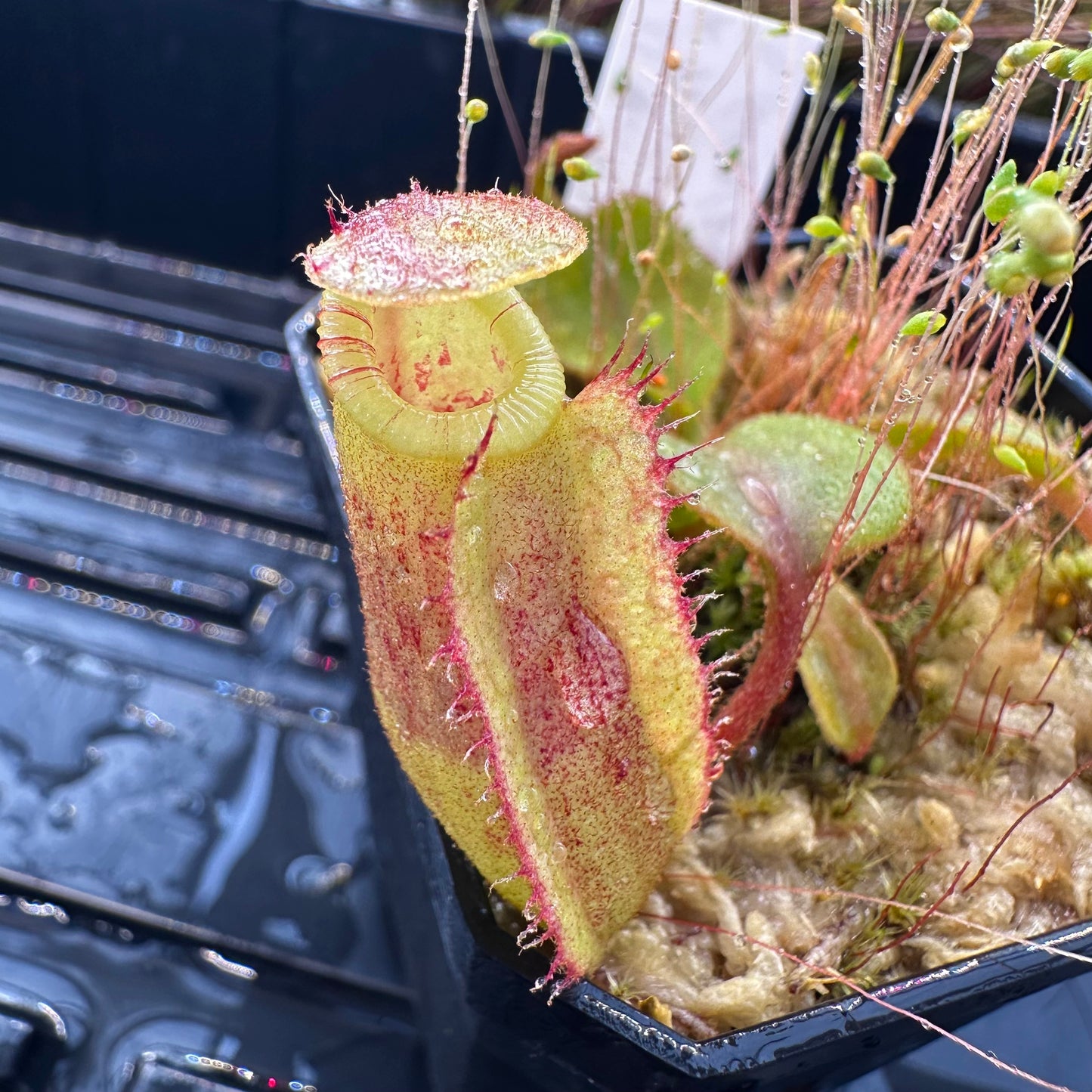 Nepenthes veitchii ('Murud' x 'Candy') x x Trusmadiensis - Seed Grown Specimen Plant