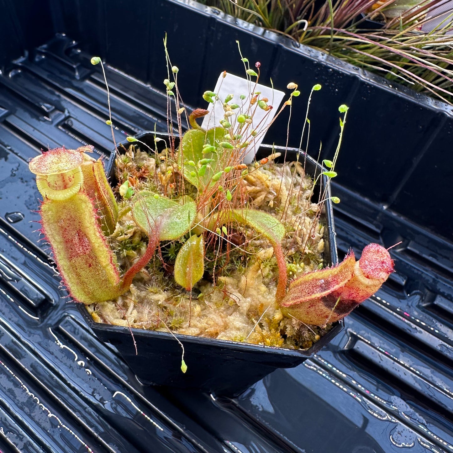 Nepenthes veitchii ('Murud' x 'Candy') x x Trusmadiensis - Seed Grown Specimen Plant