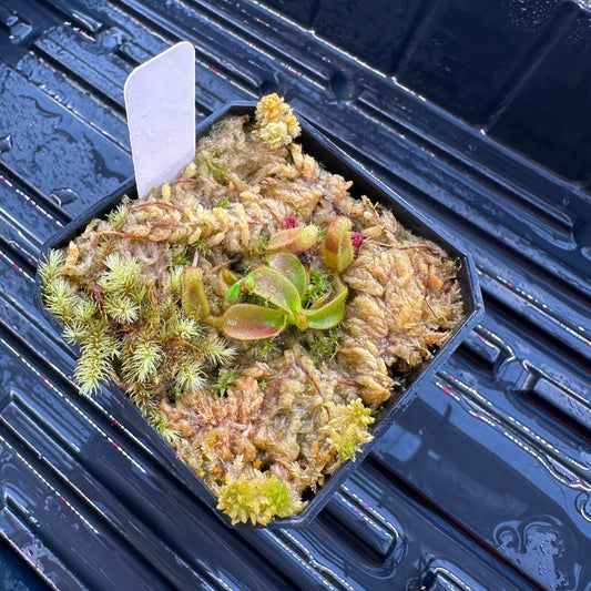 Nepenthes veitchii ('Orange' x 'Candy Dreams') - Seed Grown Plant