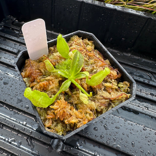 Nepenthes maxima Wavy - Seed Grown Plant