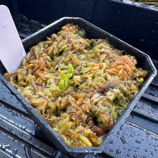 Nepenthes veitchii Candy Stripe CK x (rajah x edwardsiana) JH - Seed Grown Plant