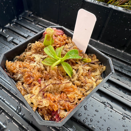 Nepenthes maxima Wavy x veitchii 'Candy Dreams' - Seed Grown Plant