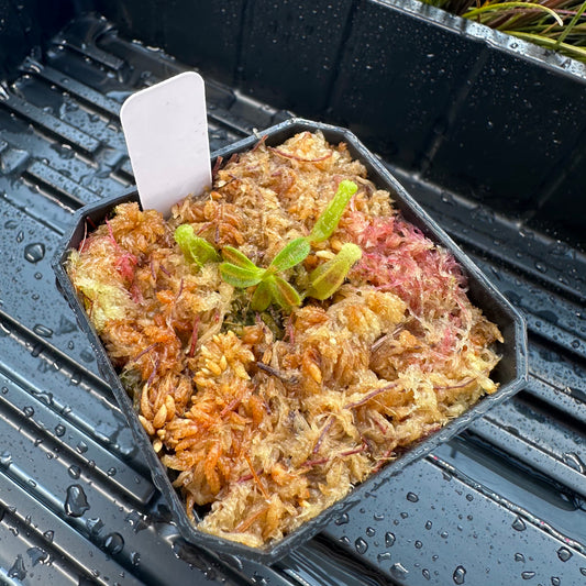 Nepenthes maxima Wavy x veitchii 'Candy Dreams' - Seed Grown Plant