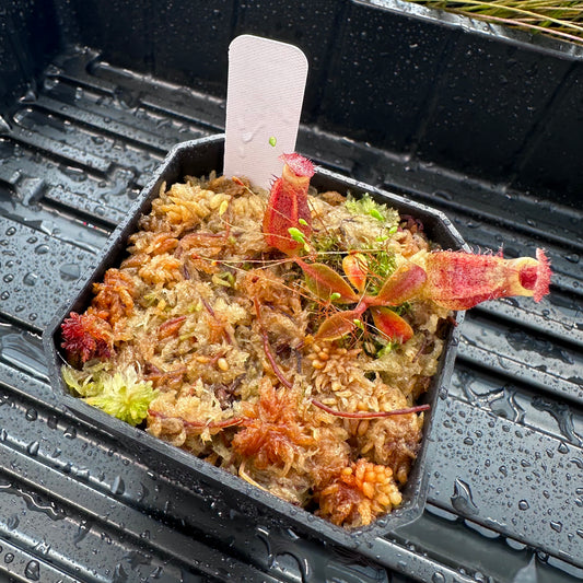 Nepenthes [(LVB)] 'Red Ruffled' x veitchii 'Candy Dreams'- Seed Grown Plant