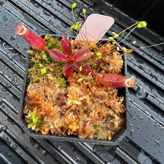 Nepenthes [(LVB)] 'Red Ruffled' x veitchii 'Candy Dreams'- Seed Grown Plant