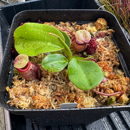 Nepenthes rajah - Seed Grown Plant - Horticultural - NepenthesGod