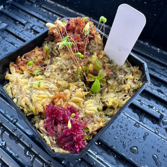 Nepenthes veitchii (Murud x Candy Best) x (Akazukin x Bareo) - Seed Grown Plant