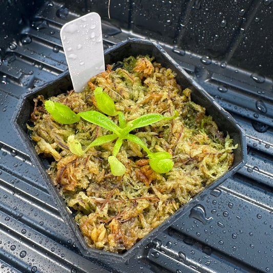 Nepenthes maxima Wavy - Seed Grown Plant