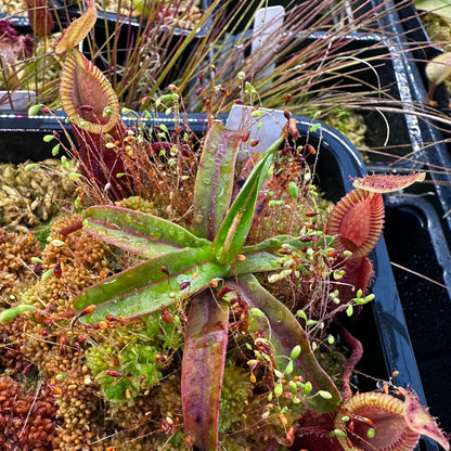 Nepenthes diabolica - BCP - Mix of Clones - Central Sulawesi