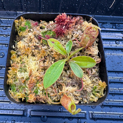 Nepenthes attenboroughii - Seed Grown Plant - Mt Victoria - JH