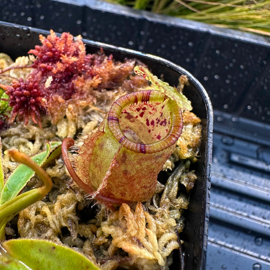 Nepenthes attenboroughii - Seed Grown Plant - Mt Victoria - JH