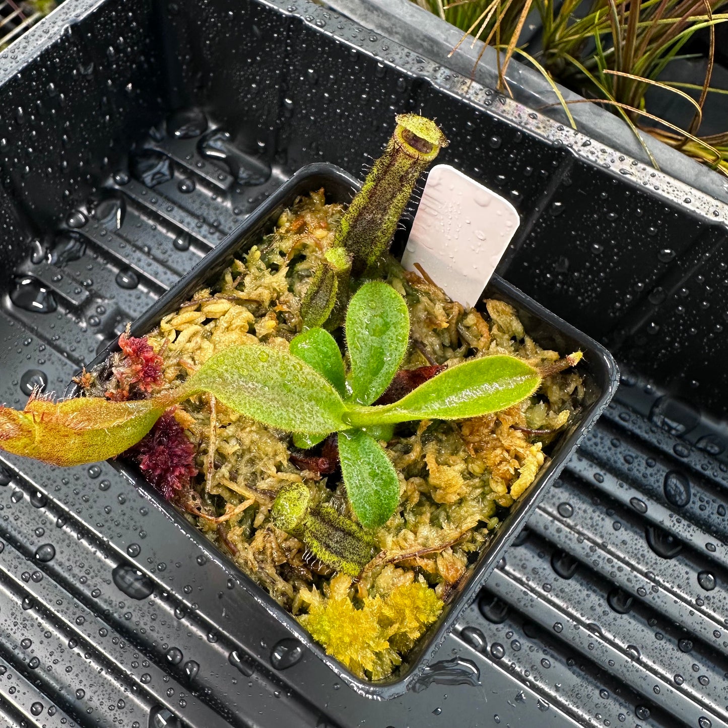 Nepenthes naga x veitchii 'Candy Dreams' - Seed Grown Plant
