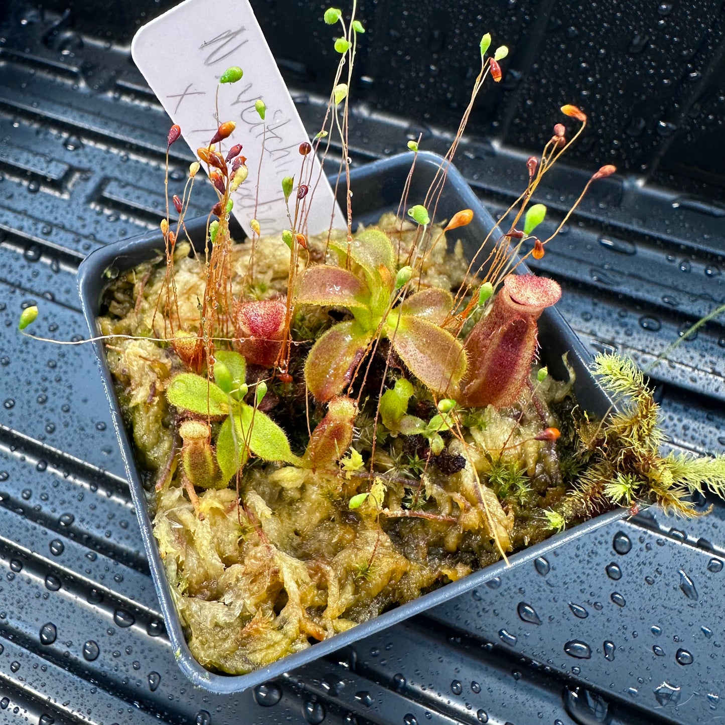 Nepenthes veitchii ('Murud' x 'Candy') x x Trusmadiensis - Seed Grown Specimen Plant
