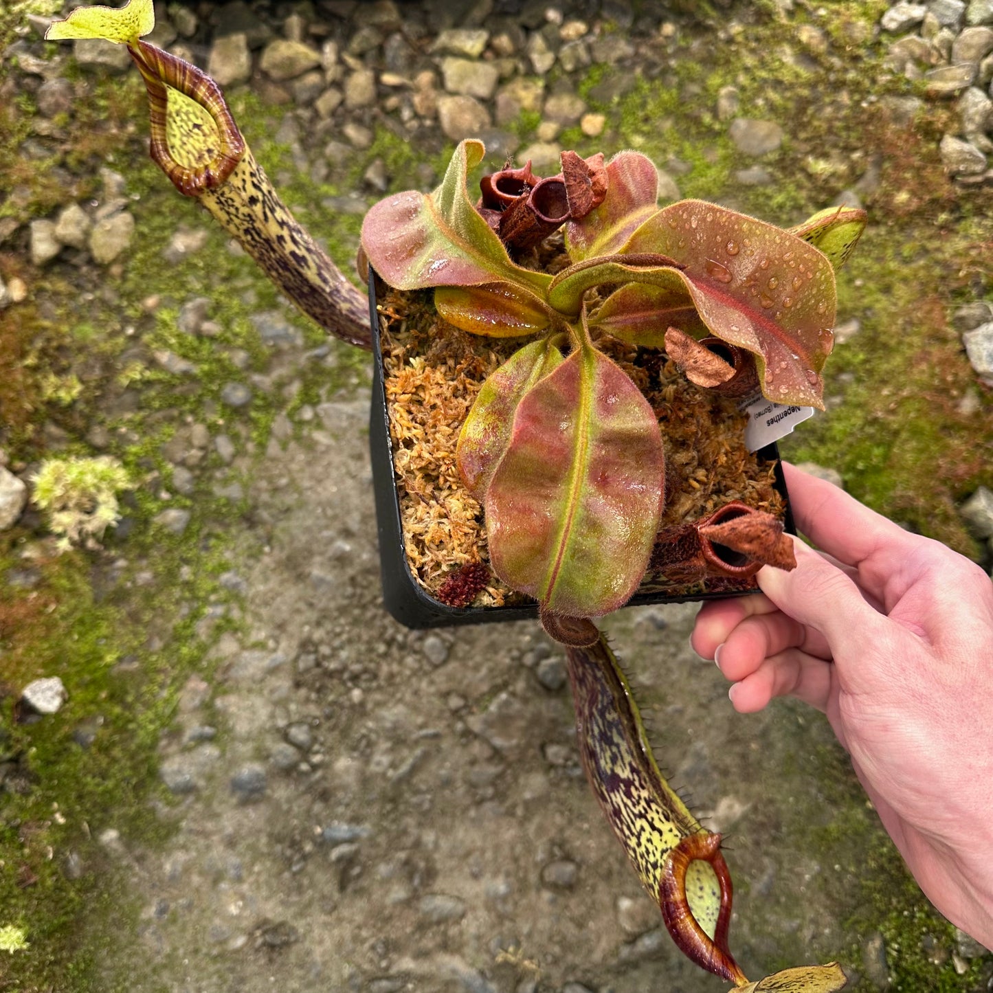 Nepenthes platychila - Seed Grown Plant - Borneo - AW