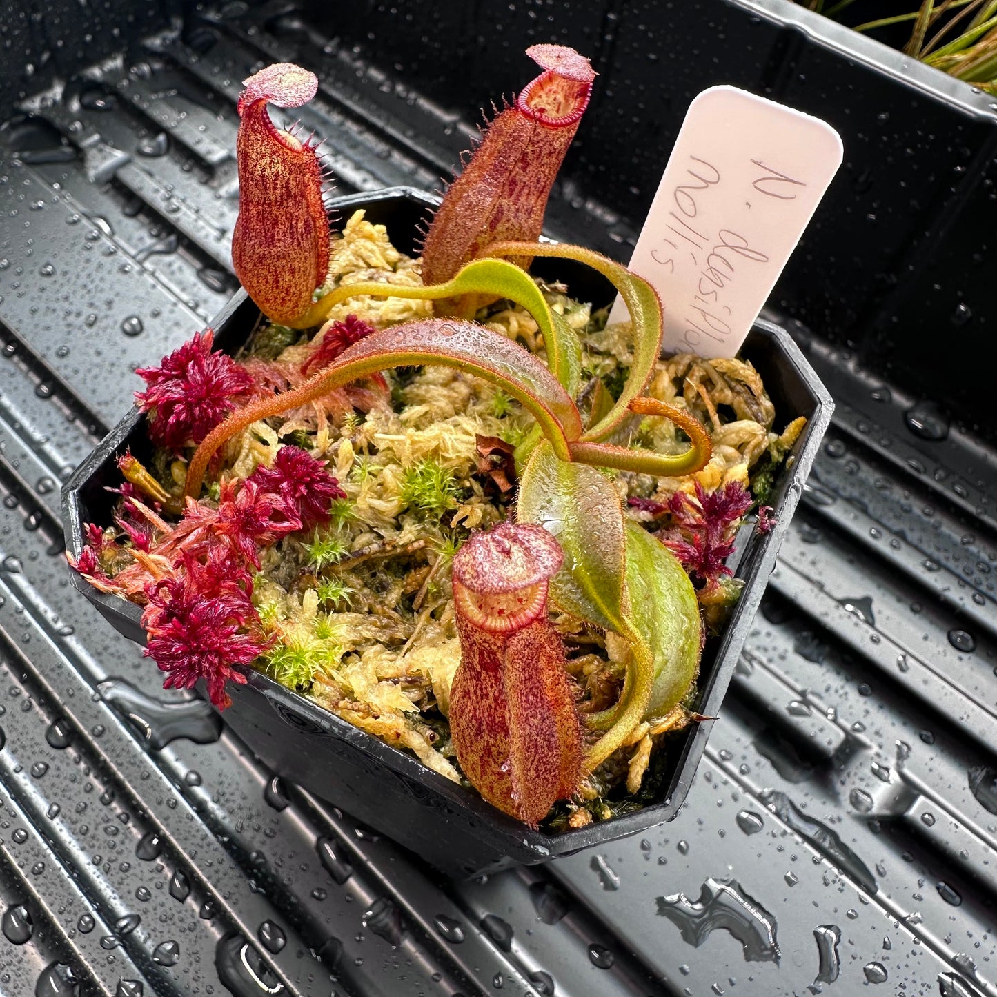 Nepenthes densiflora x mollis - Seed Grown Plant - JH