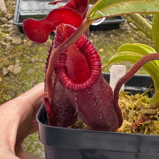Nepenthes diatas - BE3861 - Sumatra