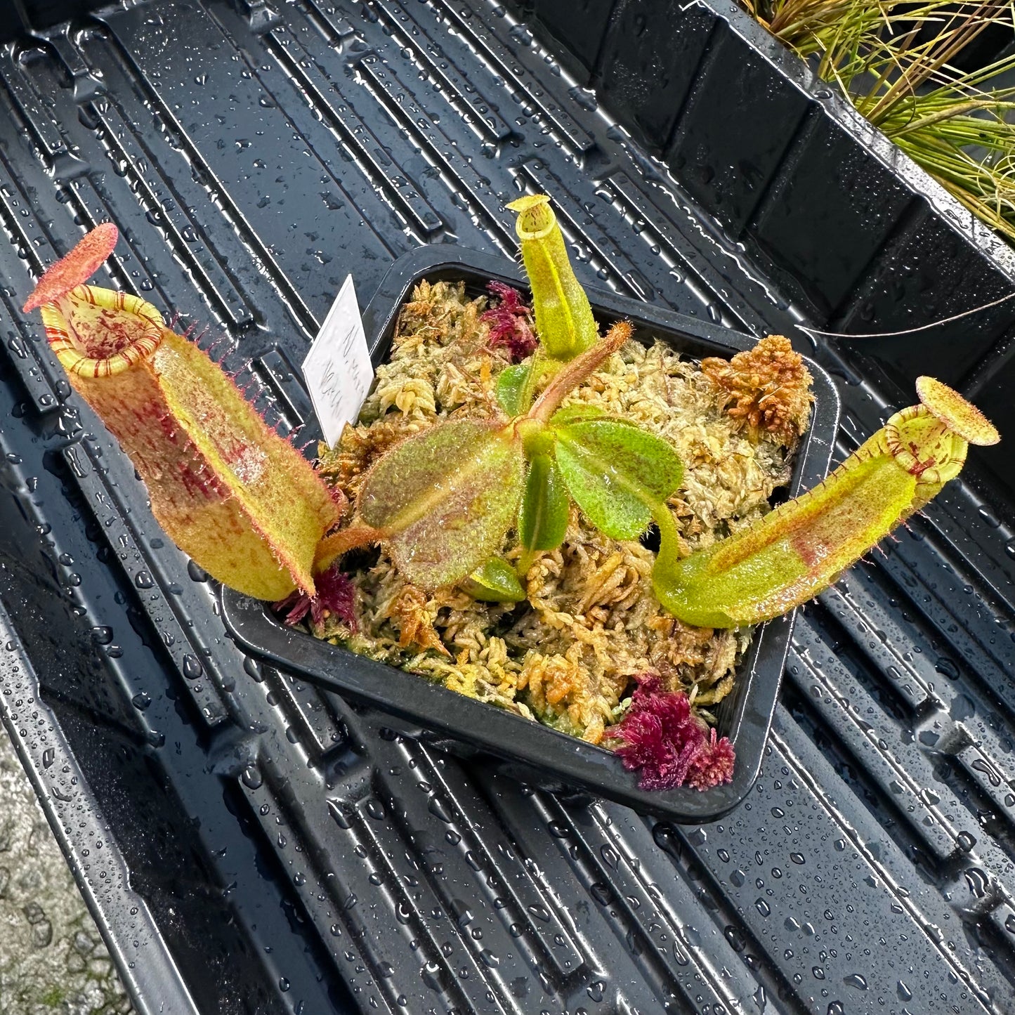 Nepenthes maxima Wavy x veitchii 'Candy Dreams' - Seed Grown Specimen Plant