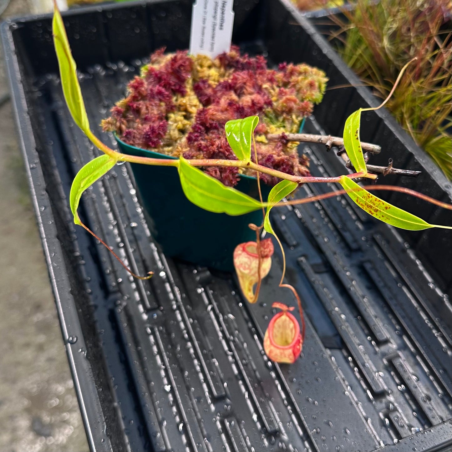 Nepenthes pitopangii (Speckled Form) - Clone 1 - Rooted Cutting - AW