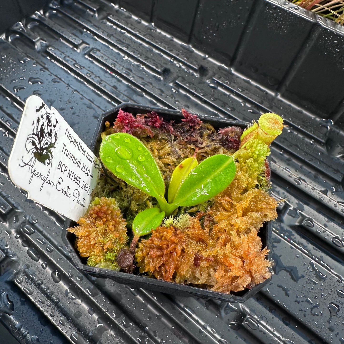 Nepenthes macrophylla - Various Clones - Gunung Trusmadi 2550m - BCP