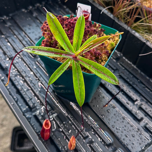 Nepenthes pitopangii (Ivory Colored Form) - Clone 1 - AW