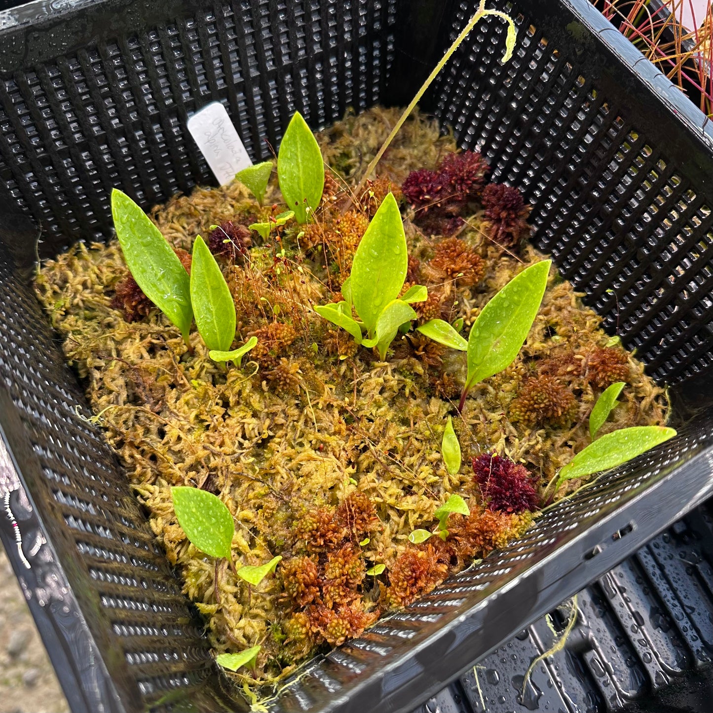 Utricularia alpina - Epiphytic Bladderwort - Giant Net Basket